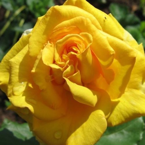 Rosa Anika™ - jaune - Fleurs hybrid de thé - rosier à haute tige - tiges montantes